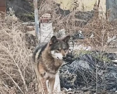 中国人男性が3年間育てたペットの「イヌ」はまさかのオオカミ