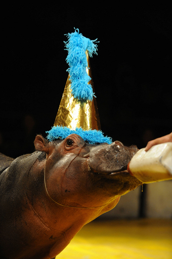 サーカス団のカバ、青い帽子で２歳の誕生日のお祝い