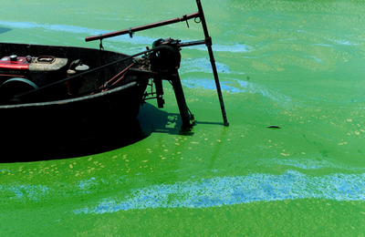 中国の淡水湖、今年も藻が大発生