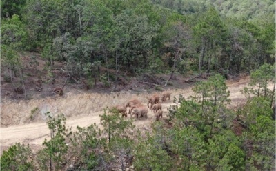 群れから離れたアジアゾウ1頭を捕獲 中国雲南省、保護区に戻る