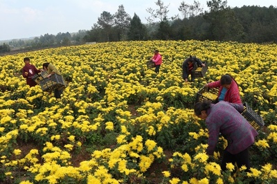 中国農村部の7億人が貧困脱出 改革開放40年