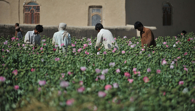 ケシ栽培から脱却できないアフガニスタンの農民