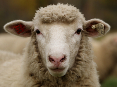 キプロスで口蹄疫発生の恐れ