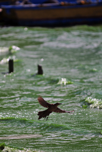 グアテマラ市近郊の湖、汚染で湿地化の恐れ