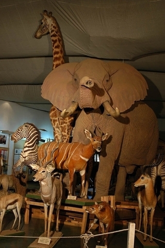 ケニア国立博物館が再オープン、大統領が植民地時代の遺品の返還求める