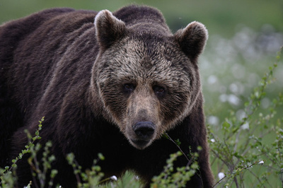 伊当局、「危険な」ヒグマ駆除 動物愛護団体が非難