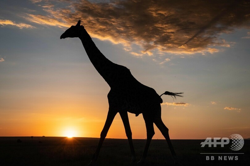 【写真特集】AFPが世界中で撮影した夕日