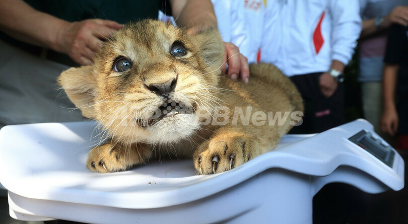 かわいい顔して意外に重い インドライオンの赤ちゃん 写真3枚 国際ニュース Afpbb News