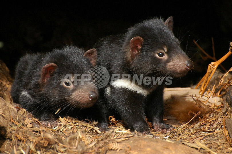 タスマニアデビル 伝染病で絶滅の危機 オーストラリア 写真4枚 国際ニュース Afpbb News