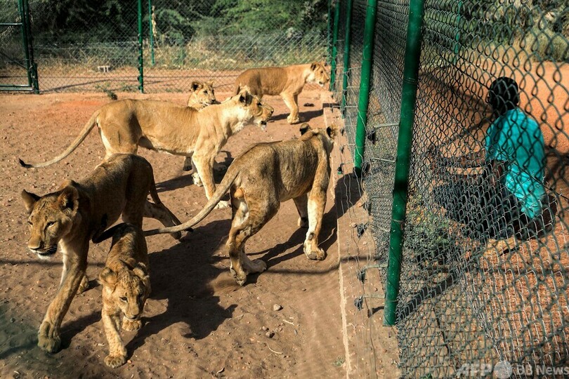 飢えと病からライオン回復 スーダンの保護区