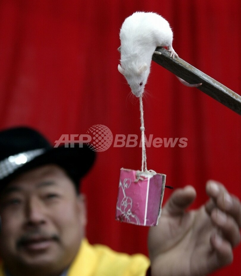 ロシア要人警護当局、謎のネズミ大量購入計画