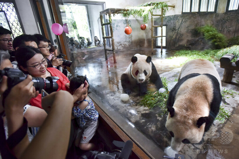 パンダ3歳のお誕生日会　杭州動物園
