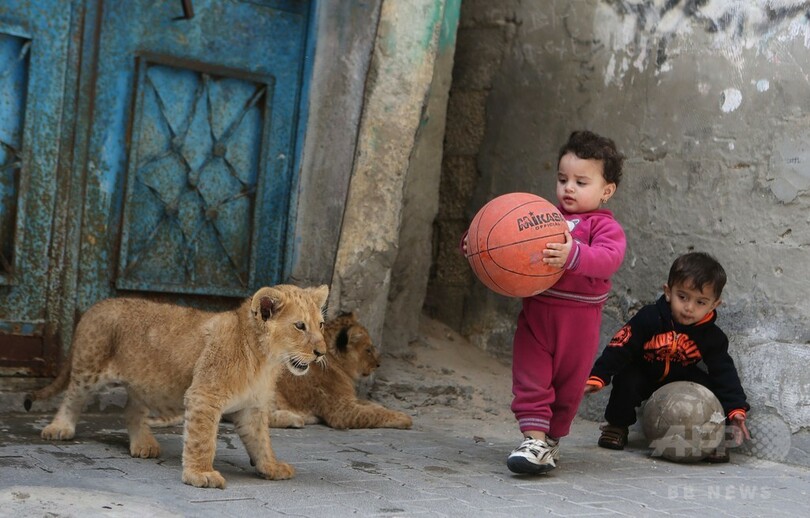 遊び相手は百獣の王？難民キャンプに暮らす子ライオン