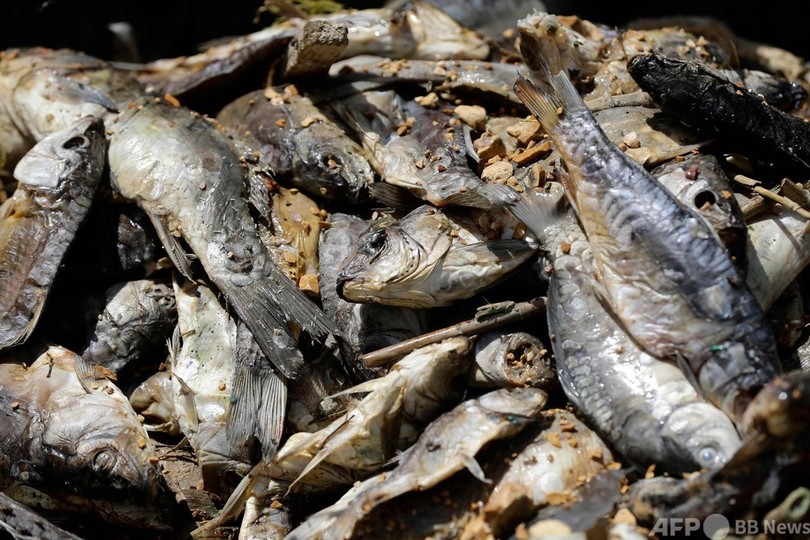 汚染貯水湖で魚大量死 数十トン分打ち上げられる レバノン