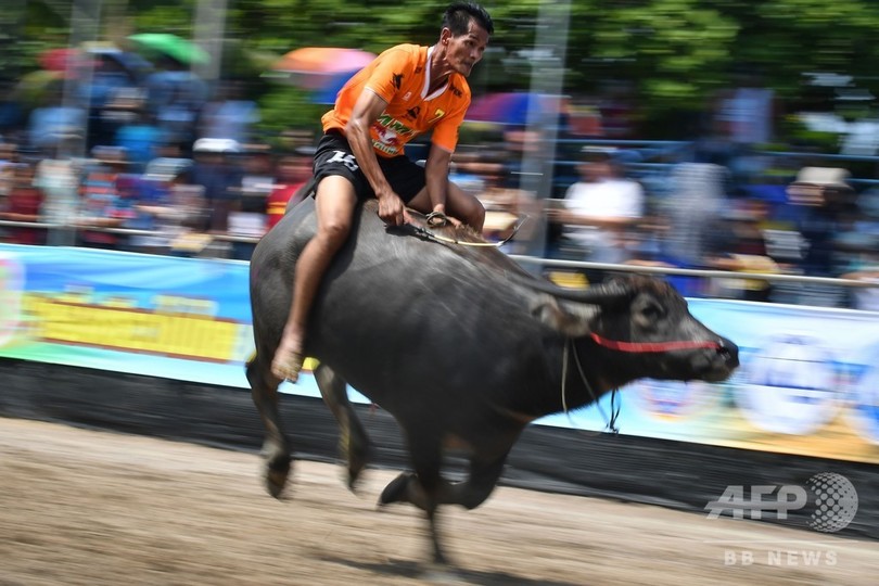 水牛の背に乗り疾走 圧巻の伝統レース タイ 写真15枚 国際ニュース Afpbb News