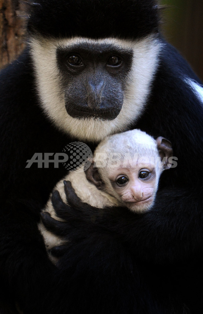 おめめがトローン、真っ白なコロブスの赤ちゃん 豪 写真6枚 国際ニュース:AFPBB News