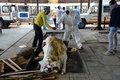インドの首都ニューデリーにある火葬場で、コロナ犠牲者の遺体を燃やす準備をする、防護服姿の作業員と遺族（2020年6月3日撮影）。(c)AFP/Sajjad  HUSSAIN