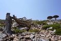 イエメン・ソコトラ島で、幹が折れた竜血樹（2021年4月12日撮影）。(c)Peter MARTELL / AFP