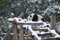 中国・北京（Beijing）の動物園で、雪とたわむれるジャイアントパンダ（2009年11月10日撮影）。(c)AFP