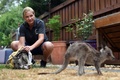 オーストラリア・シドニーの郊外で、森林火災から救出されたカンガルーの世話をする野生動物保護団体ワイヤーズのサラ・プライスさん（2020年1月9日撮影）。(c)SAEED KHAN / AFP