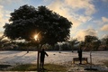イラクの聖地カルバラの公園で、木から雪を振り落とす人々（2020年2月11日撮影）。(c)Mohammed SAWAF / AFP