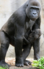 オーストラリア・シドニー（Sydney）のタロンガ動物園（Taronga Zoo）のニシローランドゴリラの母娘、KribaとKipenzi（2011年12月21日撮影）。(c)AFP/Torsten BLACKWOOD