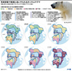 ホッキョクグマの生殖障害の危険性を示した図。(c)Laurence SAUBADU, Jonathan WALTER / AFP