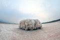 塩湖に咲いた一輪の硫酸ナトリウムの「花」（2020年1月27日撮影）。(c)CNS/姜華