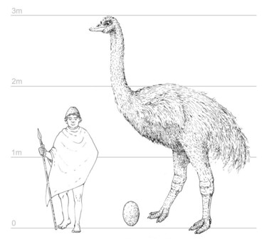 Birds : The Art of Ornithology　絶滅鳥 BIRDER