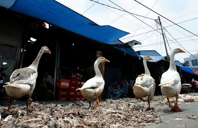 インドネシア、鳥インフルエンザの死者89人に