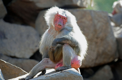 ウルグアイのマントヒヒ