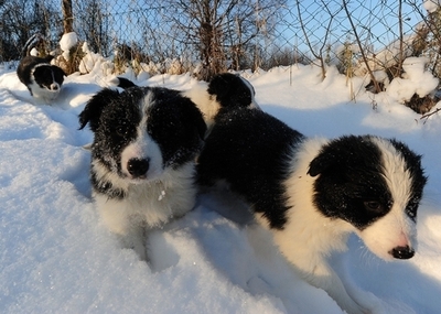 世界一賢い犬、1000語をマスター 米研究