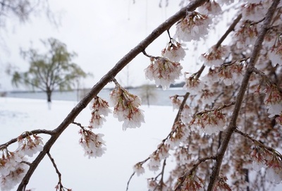 米首都ワシントンの桜の花、寒波で半分が駄目に