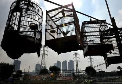 当局の追跡受けた密輸業者、鳥を海に投棄 約300羽死ぬ マレーシア