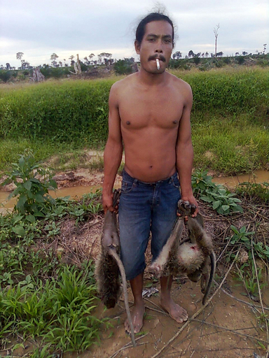 オランウータンを殺した4人の裁判始まる、余罪の可能性も インドネシア