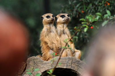 一緒なら毎日幸せ？ドイツのミーアキャットたち