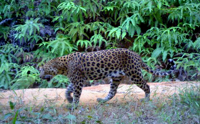 マレーシア初、野生のヒョウの撮影に成功
