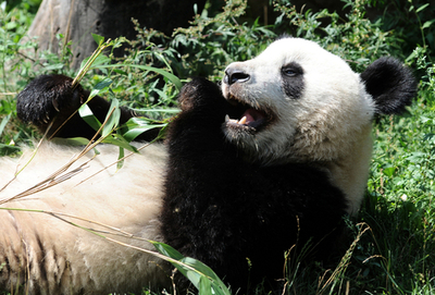 ウィーンのパンダ「福龍」、2歳の誕生日 笹ケーキでお祝い