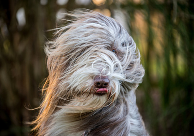強風に毛をなびかせるビアデッドコリー、独