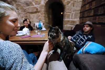 パリ初、猫カフェがオープン