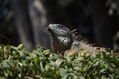 「テニス見せて！」 イグアナがコートに出現し試合中断、マイアミOP