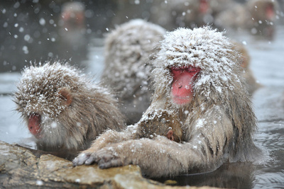 寒い冬でも極楽“湯”楽…地獄谷のニホンザルたち