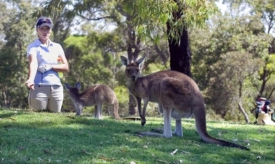豪カンガルー400頭、安楽死逃れ「引越し」へ