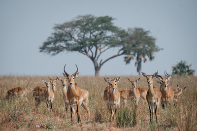 アンテロープを食用に コロナで観光客激減し困窮 南ア