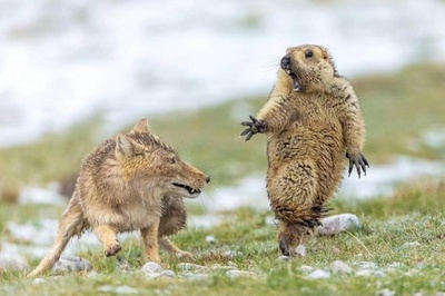 【写真特集】表情豊か、祁連山脈の野生動物