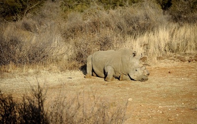 南アのサイ密猟、過去最悪の約700頭に