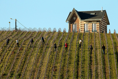 【今日の1枚】ブドウ畑、うの目たかの目でチェック 仏