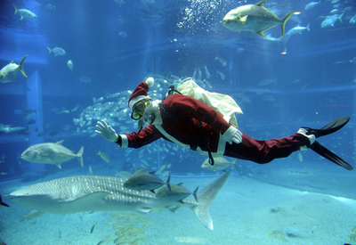 水族館もクリスマス、「サンタダイバー」登場 大阪・海遊館