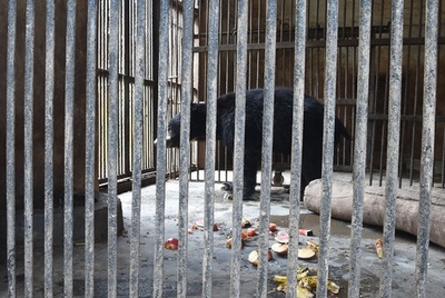 大道芸人から救出の「踊る熊」死ぬ、動物園の怠慢との非難も ネパール