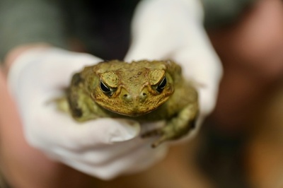 豪北部に生息する有毒ガエル、南部でも発見 生態系に影響の恐れ 